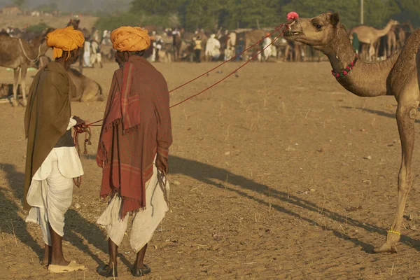 Pushkar Rajasthan Indie Listopadu 2008 Skupina Pastevců Velbloudů Výročním Veletrhu — Stock fotografie