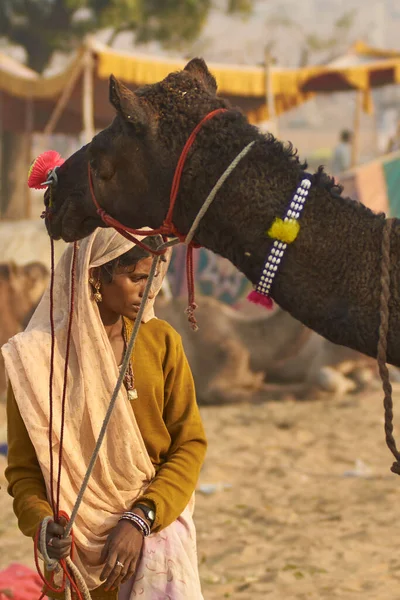 Pushkar Rajasthan India 2008 November Nőstény Tevepásztor Egy Tevét Vizsgál — Stock Fotó