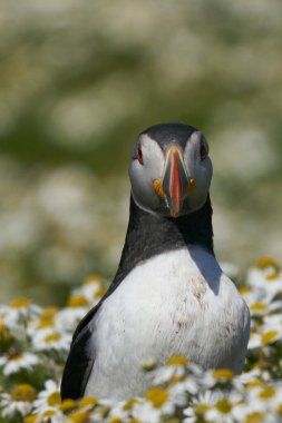 Atlantik martısı (Fratercula arktika), Birleşik Krallık 'ın Galler kenti Pembrokeshire açıklarındaki Skomer Adası' nda yaz çiçekleri arasında yer alır.