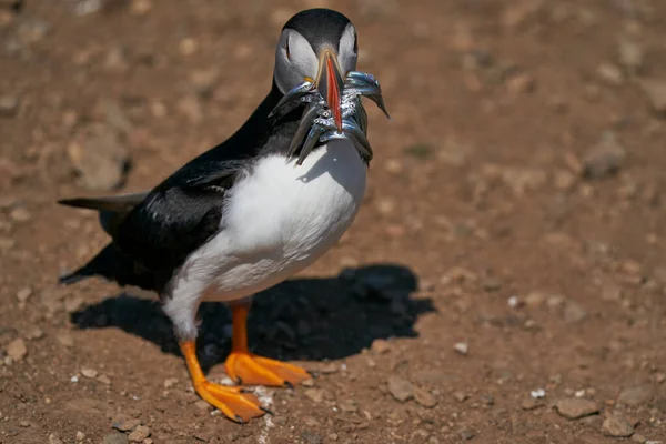 Atlantic Puffin Fratercula Arctica Carrying Sandeels Its Beak Feed Its — Φωτογραφία Αρχείου