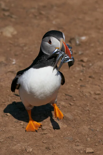 Atlantic Puffin Fratercula Arctica Carrying Sandeels Its Beak Feed Its —  Fotos de Stock