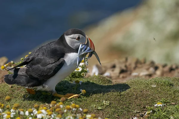 Papageitaucher Fratercula Arctica Tragen Kleine Fische Schnabel Ihre Küken Auf — Stockfoto