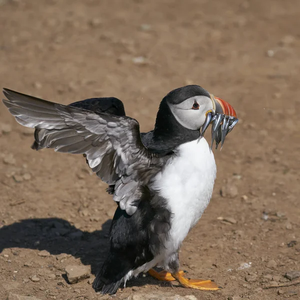 Atlantic Puffin Fratercula Arctica Carrying Sandeels Its Beak Feed Its — 스톡 사진