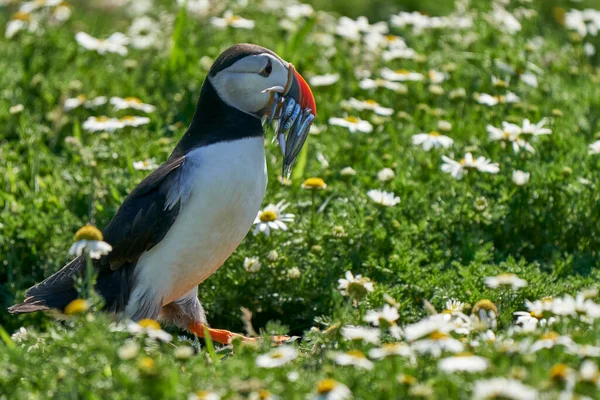 Atlantický Puffin Fratercula Arctica Malými Rybami Zobáku Pro Krmení Kuřat — Stock fotografie