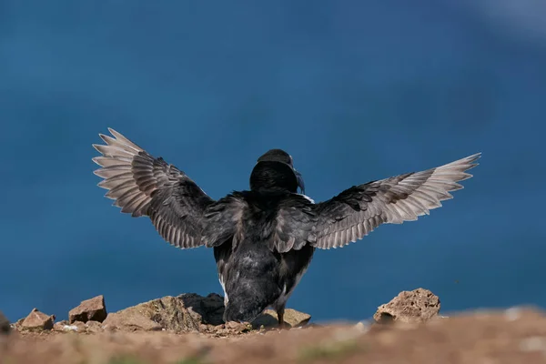 Papageitaucher Fratercula Arctica Auf Den Klippen Der Insel Skomer Vor — Stockfoto