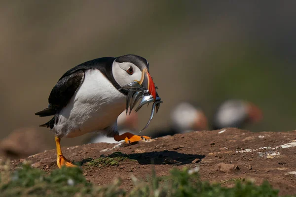 Atlantic Puffin Fratercula Arctica Hurries Back Its Burrow Beak Full — Φωτογραφία Αρχείου