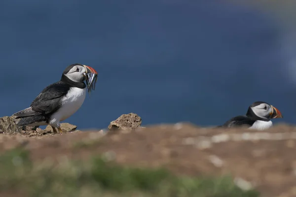 Atlantischer Papageitaucher Fratercula Arctica Mit Kleinen Fischen Schnabel Seine Küken — Stockfoto