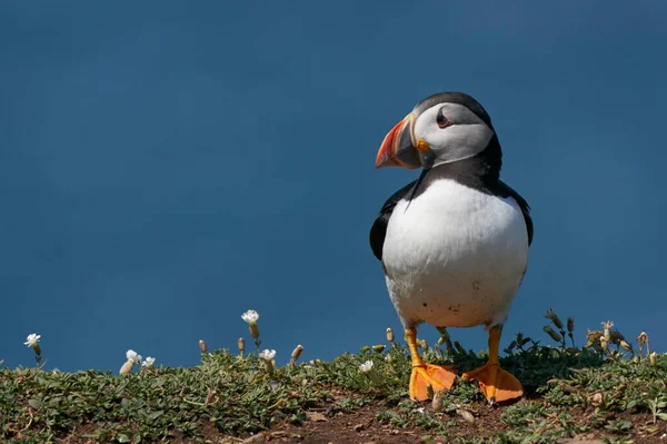 Atlantický Puffin Fratercula Arctica Útesech Ostrova Skomer Pobřeží Pembrokeshire Walesu — Stock fotografie