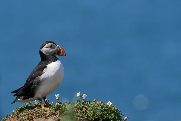 Atlantický Puffin Fratercula Arctica Útesech Ostrova Skomer Pobřeží Pembrokeshire Walesu — Stock fotografie