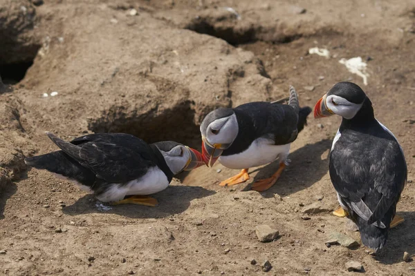 Puffin Atlântico Fratercula Arctica Socializando Ilha Skomer Largo Costa Pembrokeshire — Fotografia de Stock