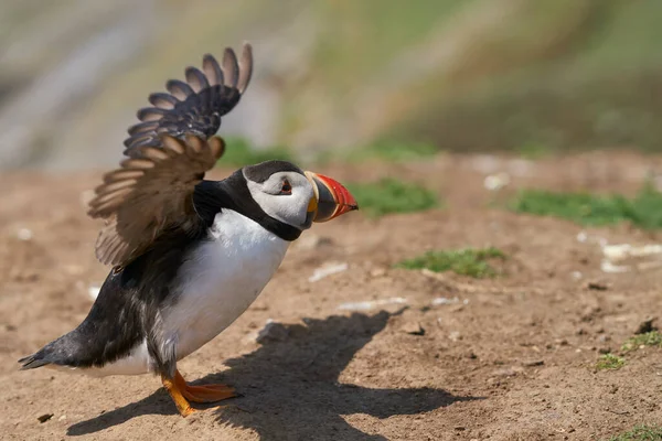 Atlantic Puffin Fratercula Arctica Cliffs Skomer Island Coast Pembrokeshire Wales — 스톡 사진