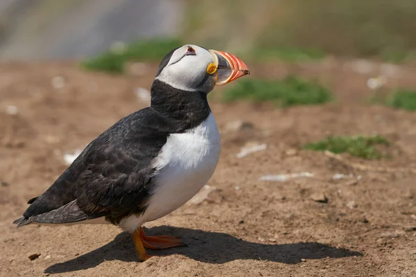 Atlantic Puffin Fratercula Arctica Cliffs Skomer Island Coast Pembrokeshire Wales — 스톡 사진