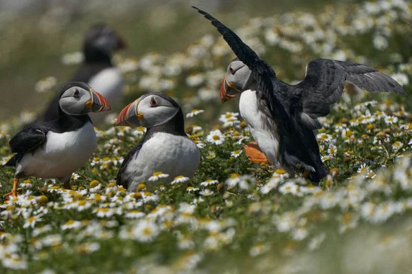 Papageitaucher Fratercula Arctica Beim Sozialisieren Auf Der Insel Skomer Vor — Stockfoto