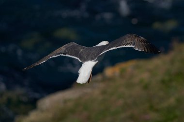 Great Black-backed Gull (Larus marinus) flying along the coast of Skomer Island in Pembrokeshire, Wales, United Kingdom.