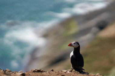Galler 'in Pembrokeshire kıyısındaki Skomer Adası kayalıklarında Atlantik martısı (Fratercula arktica)