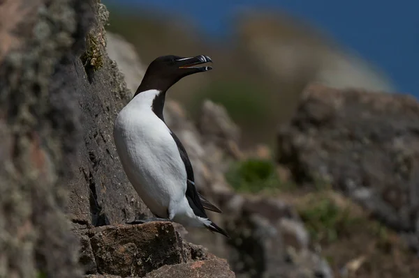 联合王国威尔士彭布罗克郡海岸外Skomer岛悬崖上的Razorbill Alca Torda — 图库照片