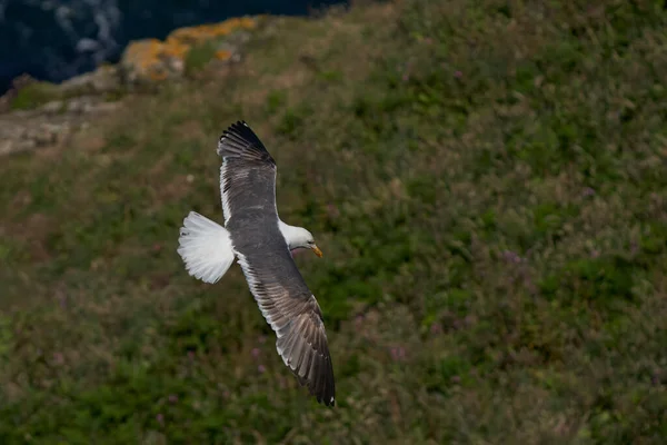 Great Black Backed Gull Larus Marinus Flying Coast Skomer Island — ストック写真
