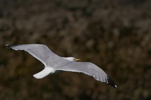 Оселедець Чайка Larus Argentatus Летить Уздовж Узбережжя Острова Скомер Пеймброкширі — стокове фото