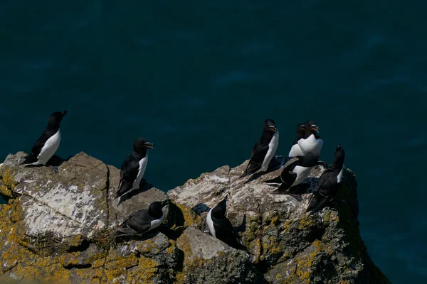 Razorbill Alca Torda Cliffs Skomer Island Coast Pembrokeshire Wales United — Stock Photo, Image