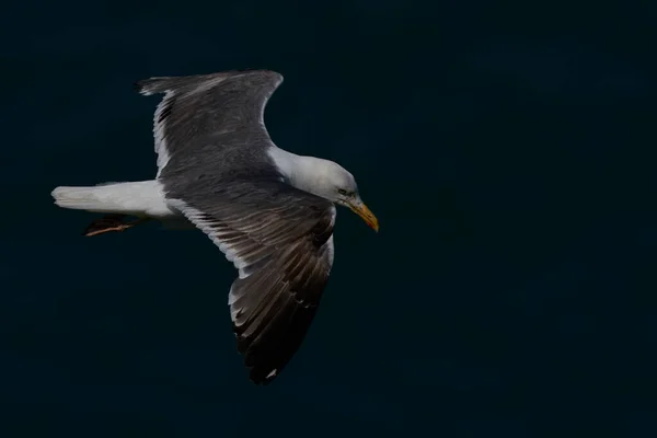 Mewa Czarnodzioba Larus Marinus Lecąca Wzdłuż Wybrzeża Wyspy Skomer Pembrokeshire — Zdjęcie stockowe