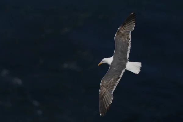 Great Black Backed Gull Larus Marinus Létající Podél Pobřeží Ostrova — Stock fotografie