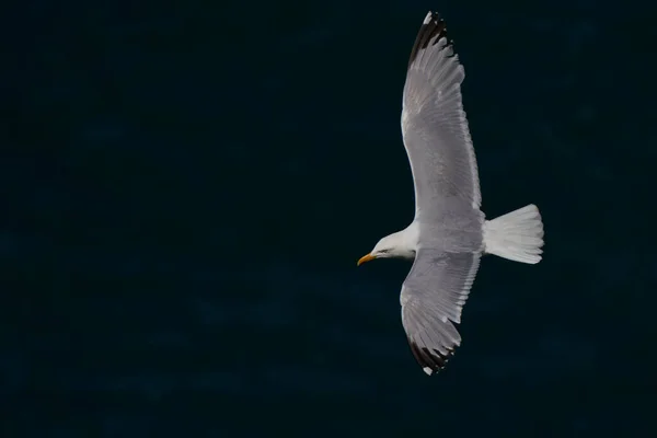 Сельдь Чайка Larus Argentatus Летающая Вдоль Побережья Скомерского Острова Пембрукшире — стоковое фото