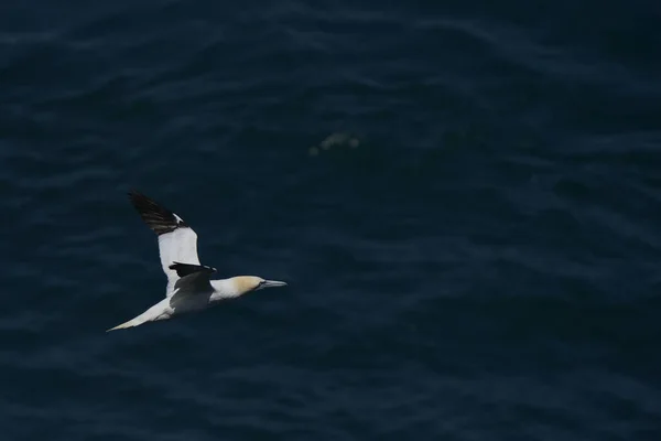 Gannet Septentrional Morus Bassanus Volando Largo Costa Isla Skomer Pembrokeshire — Foto de Stock