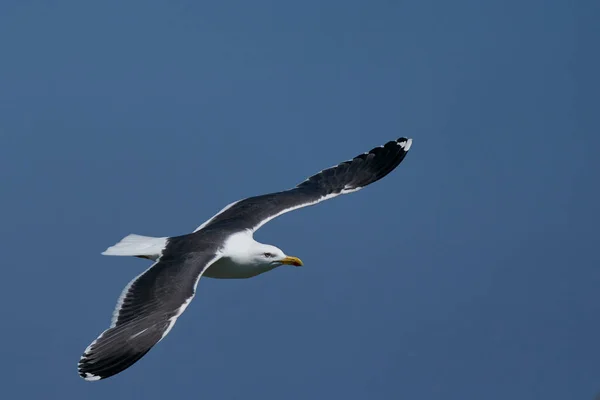 Mniejsza Mewa Czarnodzioba Larus Fuscus Lecąca Wzdłuż Wybrzeża Wyspy Skomer — Zdjęcie stockowe