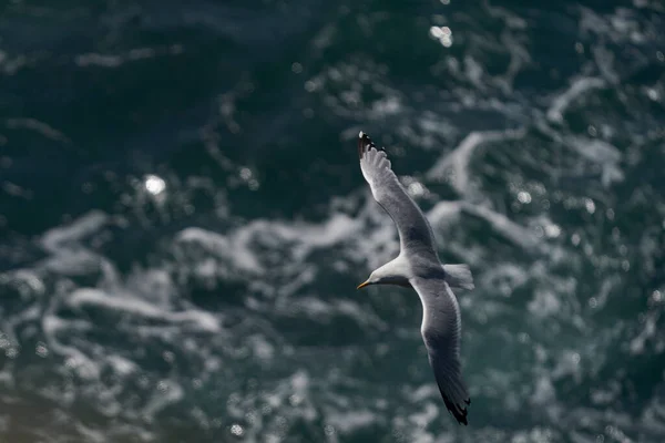 Herring Gull Larus Argentatus Voando Longo Costa Ilha Skomer Pembrokeshire — Fotografia de Stock