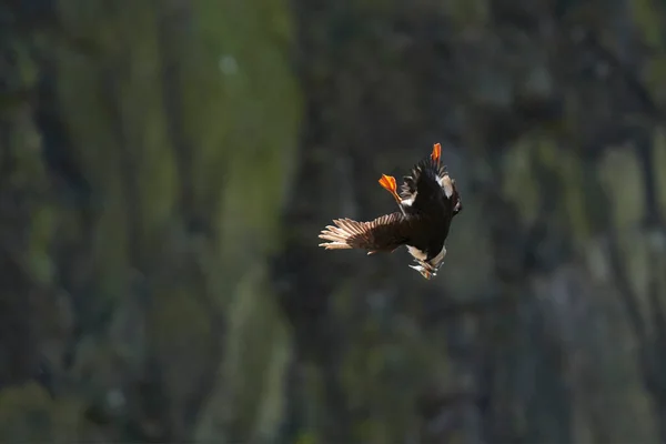 Northern Pintail Anas Acuta Lago Slimbridge Gloucestershire Mientras Inverna Reino — Foto de Stock
