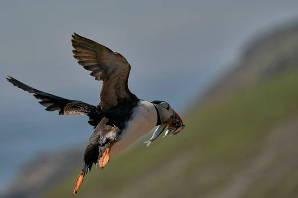 Frailecillo Atlántico Fratercula Arctica Vuela Largo Costa Isla Skomer Con — Foto de Stock