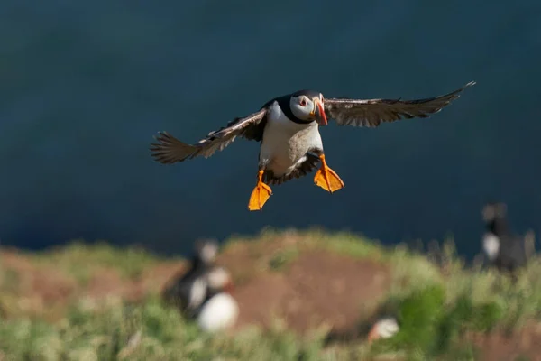 Frailecillo Atlántico Fratercula Arctica Que Llega Isla Skomer Pembrokeshire Gales — Foto de Stock