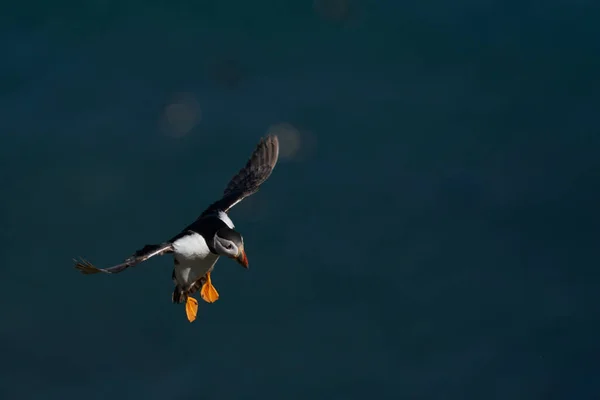 Puffin Atlantycki Fratercula Arctica Przybywa Lądowania Wyspie Skomer Pembrokeshire Walii — Zdjęcie stockowe