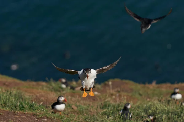 Frailecillo Atlántico Fratercula Arctica Que Llega Isla Skomer Pembrokeshire Gales —  Fotos de Stock