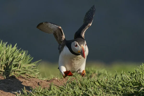 Puffin Fratercula Arctica Saltando Con Alas Extendidas Isla Skomer Frente — Foto de Stock