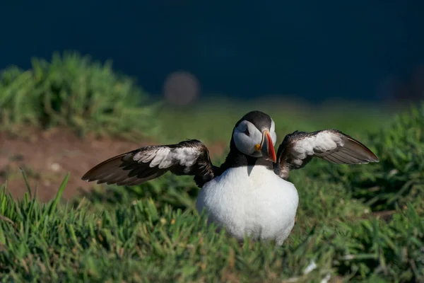 Puffin Fratercula Arctica Reordenando Sus Plumas Después Aterrizar Isla Skomer — Foto de Stock