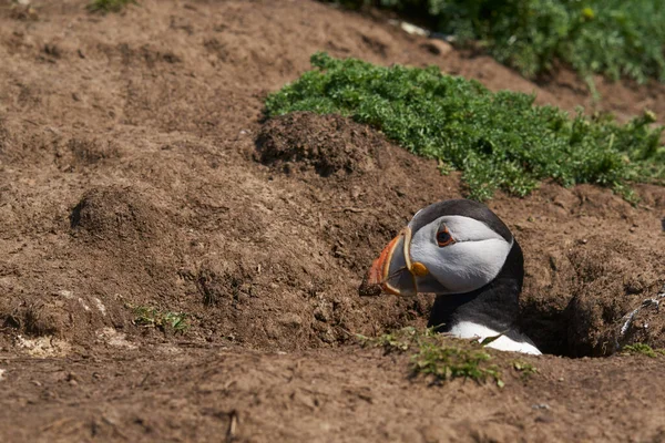 Macareux Moine Fratercula Arctica Sortant Son Terrier Nidification Sur Île — Photo