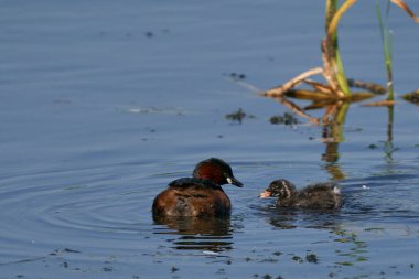 Küçük Yunus (Tachybaptus ruficollis) yavrusunu Somerset, İngiltere 'deki Ham Wall' da bir gölde besliyor.. 