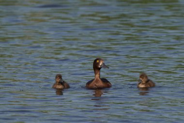 Dişi Tufted Duck (Aythya fuligula), İngiltere 'nin Somerset kentindeki Ham Wall' da bir gölde yüzen piliçle. 