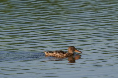 Kadın kürekçi (Anas clypeata) İngiltere 'nin Somerset kentindeki Ham Wall' da bir gölde yüzüyor.. 