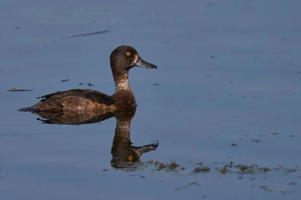 Pato Adornado Fêmea Aythya Fuligula Nadando Lago Ham Wall Somerset — Fotografia de Stock