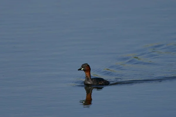 Little Grebe Tachybaptus Ruficollis Lago Ham Wall Somerset Reino Unido — Fotografia de Stock