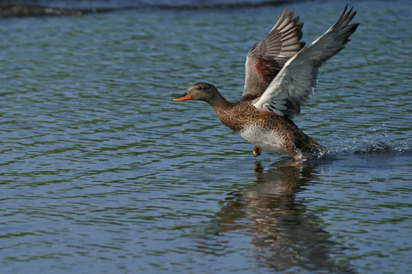 Gadwall Anas Strepera Con Alas Extendidas Durante Despegue Práctica Desde —  Fotos de Stock