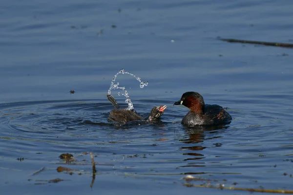 Little Grebe Tachybaptus Ruficollis Che Nutre Suo Pulcino Lago Ham — Foto Stock