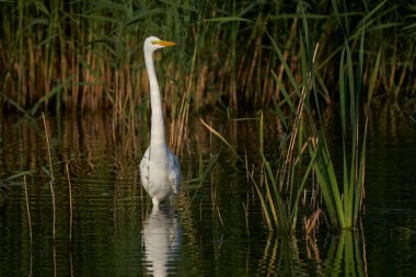 Büyük Beyaz Akbalıkçıl (Ardea alba) İngiltere 'nin Somerset kentindeki Ham Wall' da bir gölün kenarında sazlıklar arasında avlanır.. 