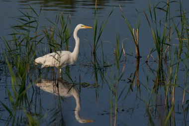 Büyük Beyaz Akbalıkçıl (Ardea alba) İngiltere 'nin Somerset kentindeki Ham Wall' da bir gölün kenarında sazlıklar arasında avlanır.. 