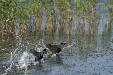 Kuzey Pintails (Anas acuta), Birleşik Krallık 'ta kışı geçirirken Gloucestershire' daki Slimbridge 'de bir gölde.