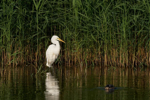 Great White Egret Ardea Alba Κυνήγι Ανάμεσα Στο Καλάμι Κατά — Φωτογραφία Αρχείου