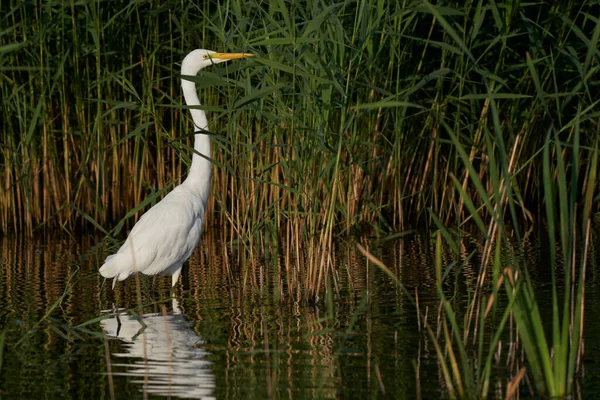 Great White Egret Ardea Alba Κυνήγι Ανάμεσα Στο Καλάμι Κατά — Φωτογραφία Αρχείου