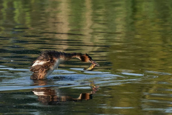 Great Crested Grebe Podiceps Chrisatus บปลาท บได บนทะเลสาบท าแพงแฮมใน Somerset — ภาพถ่ายสต็อก